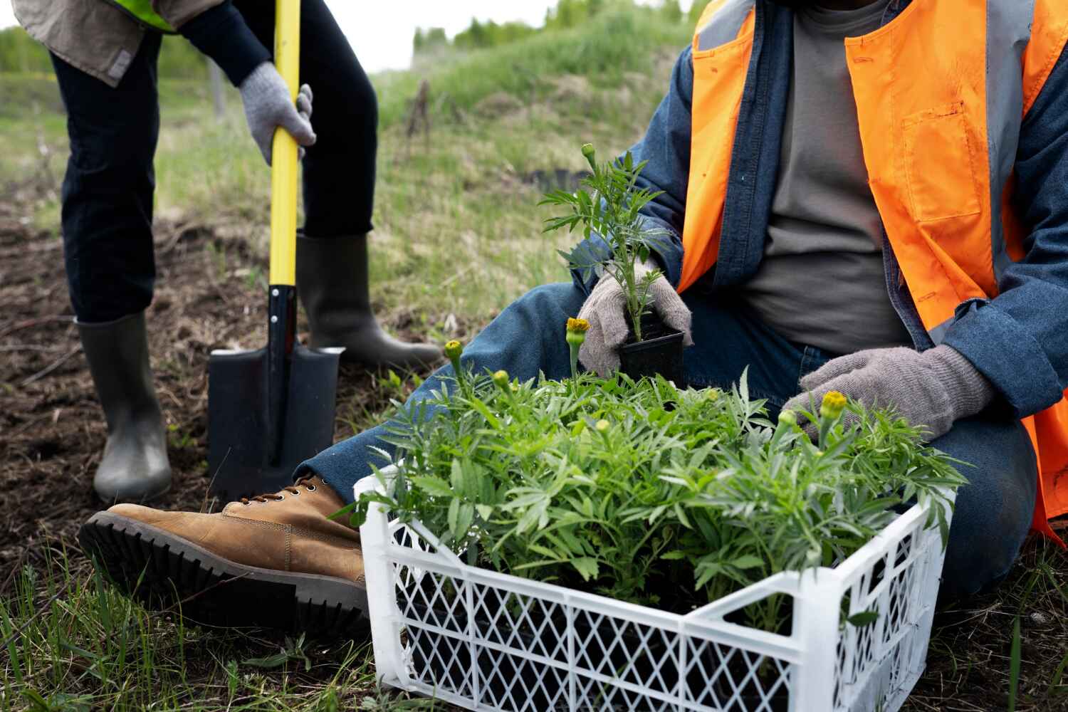 Best Tree Pruning Services  in Royal Pines, NC